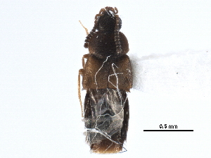  ( - CCDB-28935-C05)  @11 [ ] CreativeCommons - Attribution (2015) CBG Photography Group Centre for Biodiversity Genomics