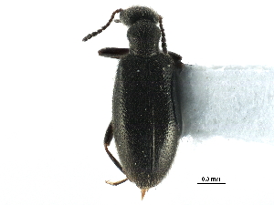  ( - CCDB-28937-B04)  @11 [ ] CreativeCommons - Attribution (2015) CBG Photography Group Centre for Biodiversity Genomics