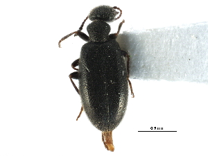  ( - CCDB-28937-B05)  @11 [ ] CreativeCommons - Attribution (2015) CBG Photography Group Centre for Biodiversity Genomics