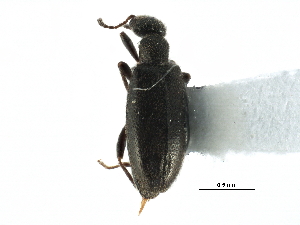  ( - CCDB-28937-B06)  @11 [ ] CreativeCommons - Attribution (2015) CBG Photography Group Centre for Biodiversity Genomics