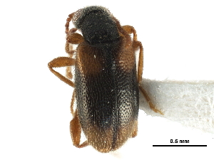  ( - CCDB-28937-B07)  @11 [ ] CreativeCommons - Attribution (2015) CBG Photography Group Centre for Biodiversity Genomics