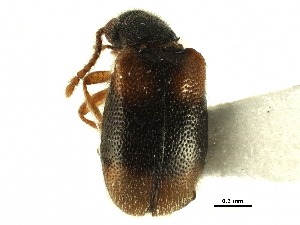  ( - CCDB-28937-B08)  @11 [ ] CreativeCommons - Attribution (2015) CBG Photography Group Centre for Biodiversity Genomics