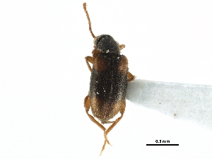 ( - CCDB-28937-B09)  @11 [ ] CreativeCommons - Attribution (2015) CBG Photography Group Centre for Biodiversity Genomics