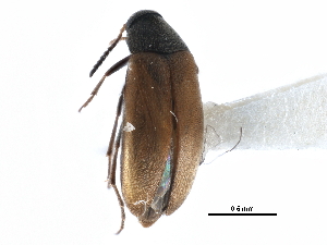  ( - CCDB-28937-D01)  @11 [ ] CreativeCommons - Attribution (2015) CBG Photography Group Centre for Biodiversity Genomics