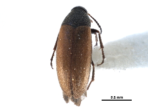  ( - CCDB-28937-D02)  @11 [ ] CreativeCommons - Attribution (2015) CBG Photography Group Centre for Biodiversity Genomics