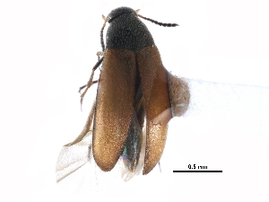  ( - CCDB-28937-D03)  @11 [ ] CreativeCommons - Attribution (2015) CBG Photography Group Centre for Biodiversity Genomics