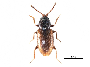  (Atomaria longicornis - CCDB-28937-H06)  @11 [ ] CreativeCommons - Attribution (2015) CBG Photography Group Centre for Biodiversity Genomics