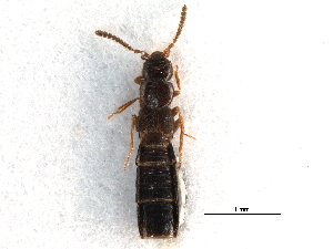  ( - CCDB-28976-A08)  @11 [ ] CreativeCommons - Attribution (2015) CBG Photography Group Centre for Biodiversity Genomics