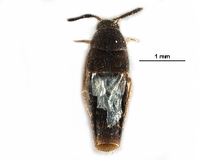  ( - CCDB-30578-D02)  @11 [ ] CreativeCommons - Attribution (2017) CBG Photography Group Centre for Biodiversity Genomics
