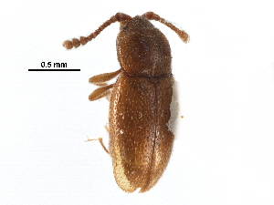  (Atomaria sp. GP1 - CCDB-30578-H10)  @11 [ ] CreativeCommons - Attribution (2017) CBG Photography Group Centre for Biodiversity Genomics