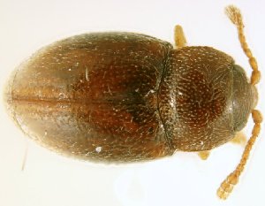  (Atomaria neomunda - UAM100247010)  @11 [ ] Copyright (2019) Georges Pelletier Canadian Forest Service, Laurentian Forestry Centre