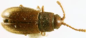  (Atomaria cribricollis - CNC19800626)  @11 [ ] Copyright (2019) Georges Pelletier Canadian Forest Service, Laurentian Forestry Centre