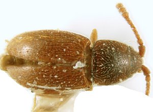  (Atomaria orbicollis - LFC19940612)  @11 [ ] Copyright (2019) Georges Pelletier Canadian Forest Service, Laurentian Forestry Centre