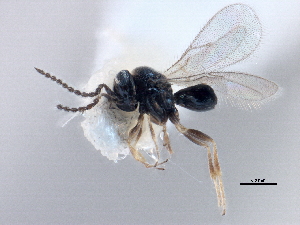  ( - BIOUG10947-H06)  @11 [ ] CreativeCommons - Attribution (2014) CBG Photography Group Centre for Biodiversity Genomics