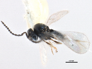  ( - BIOUG10947-H07)  @11 [ ] CreativeCommons - Attribution (2014) CBG Photography Group Centre for Biodiversity Genomics