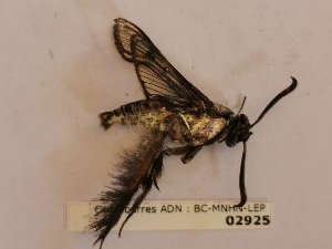  ( - BC-MNHN-LEP02925)  @11 [ ] CC-By (2022) Rodolphe Rougerie Mus&eacute;um national d'Histoire naturelle, Paris