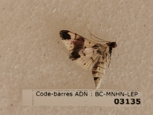  ( - BC-MNHN-LEP03135)  @11 [ ] CC-By (2022) Rodolphe Rougerie Mus&eacute;um national d'Histoire naturelle, Paris