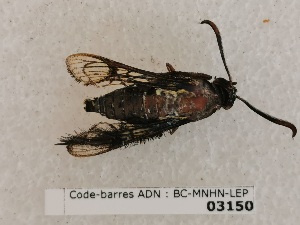  ( - BC-MNHN-LEP03150)  @11 [ ] CC-By (2022) Rodolphe Rougerie Mus&eacute;um national d'Histoire naturelle, Paris