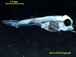  ( - LGDO-528-60)  @11 [ ] Copyright (2022) Esteban M. Paolucci Museo Argentino de Ciencias Naturales "Bernardino Rivadavia"