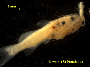  ( - PMCLTUS-705-183)  @11 [ ] Copyright (2022) Esteban M. Paolucci Museo Argentino de Ciencias Naturales "Bernardino Rivadavia"