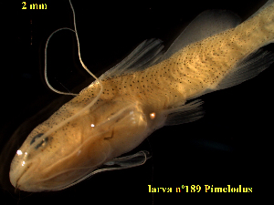  ( - PMCLTUS-724-189)  @11 [ ] Copyright (2022) Esteban M. Paolucci Museo Argentino de Ciencias Naturales "Bernardino Rivadavia"