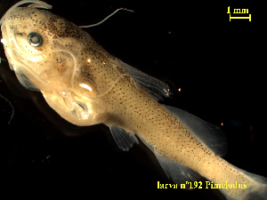  ( - PMCLTUS-731-192)  @11 [ ] Copyright (2022) Esteban M. Paolucci Museo Argentino de Ciencias Naturales "Bernardino Rivadavia"