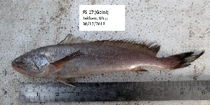  ( - LQDWL-TIS-30-12-2013-027)  @11 [ ] Copyright (2014) Guarat Biodiversity Gene Bank, GSBTM, DST, GoG Guarat Biodiversity Gene Bank, GSBTM, DST, GoG