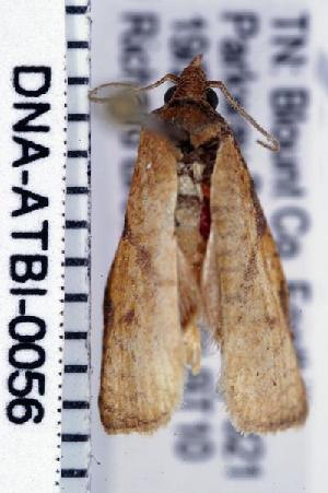  ( - DNA-ATBI-0056)  @12 [ ] CreativeCommons - Attribution (2010) CBG Photography Group Centre for Biodiversity Genomics