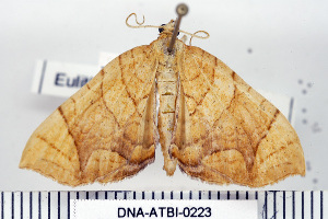  (Eulithis diversilineata - DNA-ATBI-0223)  @14 [ ] CreativeCommons - Attribution (2010) CBG Photography Group Centre for Biodiversity Genomics