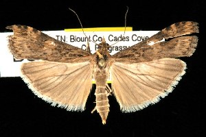  ( - DNA-ATBI-0885)  @13 [ ] CreativeCommons - Attribution (2010) CBG Photography Group Centre for Biodiversity Genomics