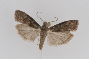  ( - DNA-ATBI-1183)  @12 [ ] CreativeCommons - Attribution (2010) CBG Photography Group Centre for Biodiversity Genomics