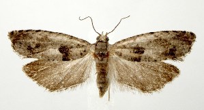  ( - DNA-ATBI-3091)  @14 [ ] CreativeCommons - Attribution (2010) CBG Photography Group Centre for Biodiversity Genomics