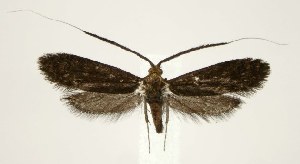  ( - DNA-ATBI-3308)  @13 [ ] CreativeCommons - Attribution (2010) CBG Photography Group Centre for Biodiversity Genomics