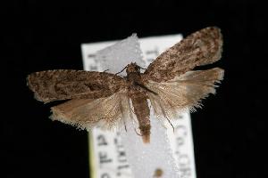  ( - DNA-ATBI-6272)  @13 [ ] CreativeCommons - Attribution (2010) CBG Photography Group Centre for Biodiversity Genomics