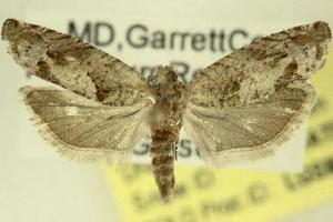  ( - DNA-ATBI-6587)  @13 [ ] CreativeCommons - Attribution (2010) CBG Photography Group Centre for Biodiversity Genomics