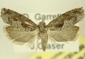  ( - DNA-ATBI-6589)  @13 [ ] CreativeCommons - Attribution (2010) CBG Photography Group Centre for Biodiversity Genomics