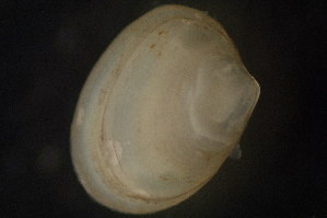  ( - BIOUG-48552-A07)  @11 [ ] Creative Commons - Attribution Non-Commercial Share-Alike  (2021) Jessica Schultz University of Guelph