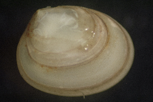  ( - BIOUG-48552-A11)  @11 [ ] Creative Commons - Attribution Non-Commercial Share-Alike  (2021) Jessica Schultz University of Guelph