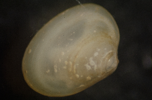  ( - BIOUG-48552-E06)  @11 [ ] Creative Commons - Attribution Non-Commercial Share-Alike  (2021) Jessica Schultz University of Guelph