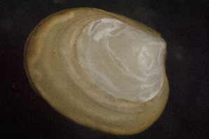  ( - BIOUG-48552-E08)  @11 [ ] Creative Commons - Attribution Non-Commercial Share-Alike  (2021) Jessica Schultz University of Guelph