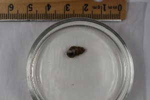  ( - BIOUG-48552-G05)  @11 [ ] Creative Commons - Attribution Non-Commercial Share-Alike  (2021) Jessica Schultz University of Guelph