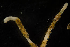  ( - BIOUG-48553-C09)  @11 [ ] Creative Commons - Attribution Non-Commercial Share-Alike  (2021) Jessica Schultz University of Guelph