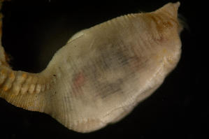  ( - BIOUG-48553-C11)  @11 [ ] Creative Commons - Attribution Non-Commercial Share-Alike  (2021) Jessica Schultz University of Guelph