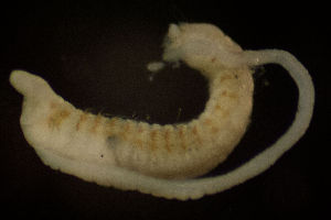  ( - BIOUG-48554-B08)  @11 [ ] Creative Commons - Attribution Non-Commercial Share-Alike  (2021) Jessica Schultz University of Guelph