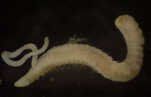  ( - BIOUG-48554-B09)  @11 [ ] Creative Commons - Attribution Non-Commercial Share-Alike  (2021) Jessica Schultz University of Guelph