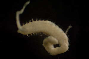  ( - BIOUG-48554-B10)  @11 [ ] Creative Commons - Attribution Non-Commercial Share-Alike  (2021) Jessica Schultz University of Guelph