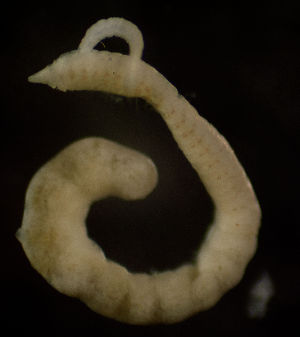  ( - BIOUG-48554-B11)  @11 [ ] Creative Commons - Attribution Non-Commercial Share-Alike  (2021) Jessica Schultz University of Guelph