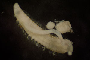  ( - BIOUG-48554-B12)  @11 [ ] Creative Commons - Attribution Non-Commercial Share-Alike  (2021) Jessica Schultz University of Guelph