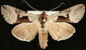  (Autographa ampla - UBC-2006-0197)  @15 [ ] Unspecified (default): All Rights Reserved  Unspecified Unspecified