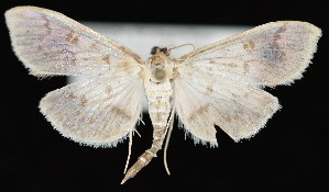  ( - UBC-2006-1938)  @14 [ ] Unspecified (default): All Rights Reserved  Unspecified Unspecified